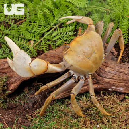 Florida Giant Land Crab