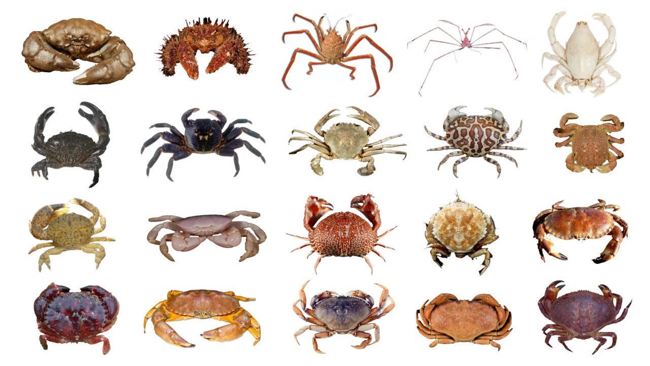 Crabs (Infraorder Brachyura)