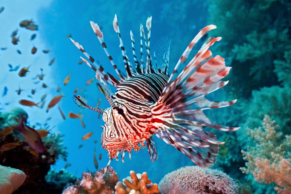 Lion Fish (Pterois volitans
