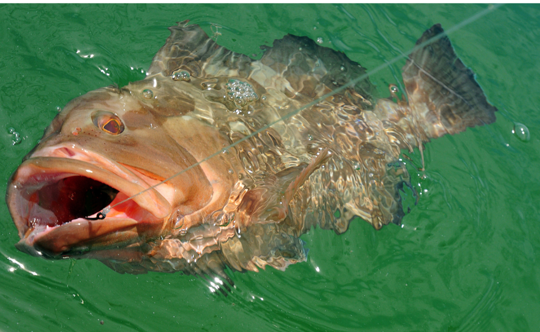 Grouper
