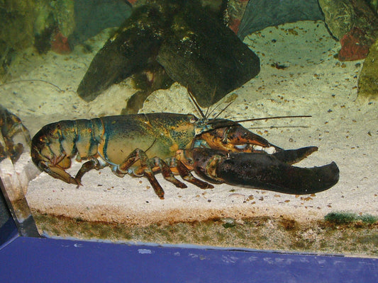 American Lobster