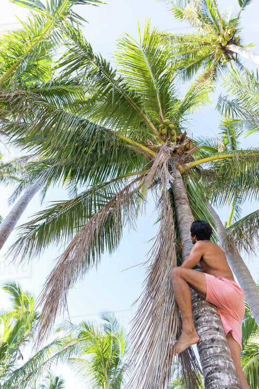 Coco-Nut Tree Climbing Competition