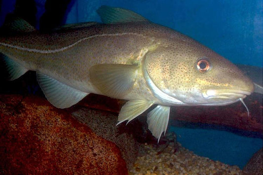 Wild Cod