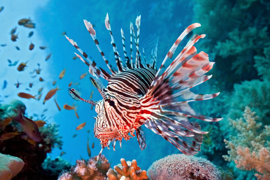 Lion Fish (Pterois volitans