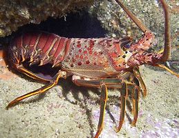 Spiney Tail Lobster (Panulirus argus)