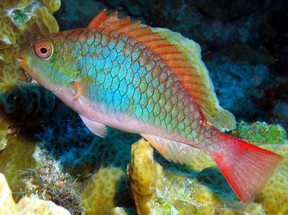 Parrot Fish