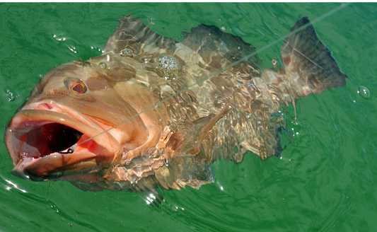 Grouper