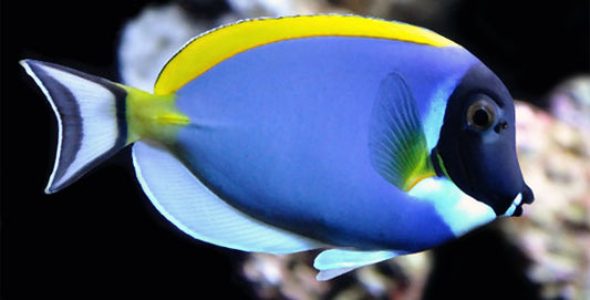 Surgeon Fish