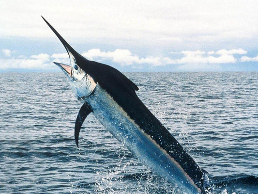 Sword Fish